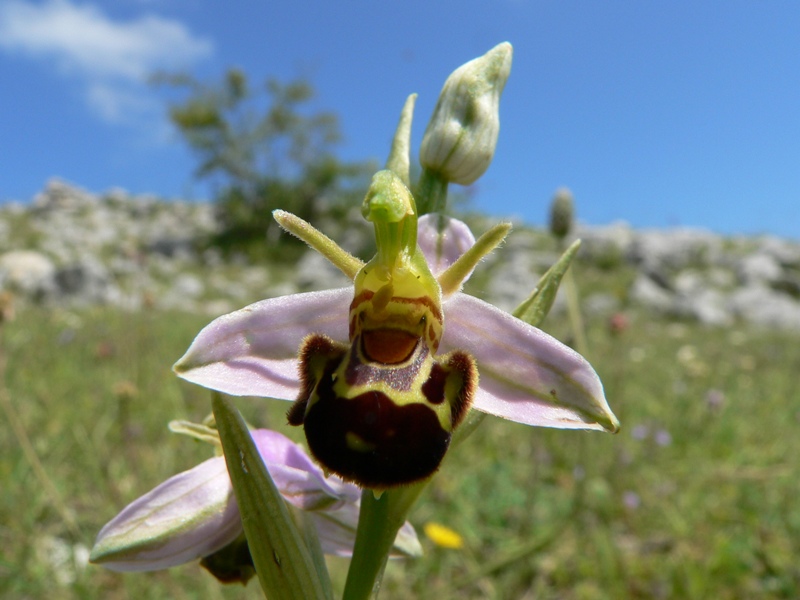 Ophrys apifera